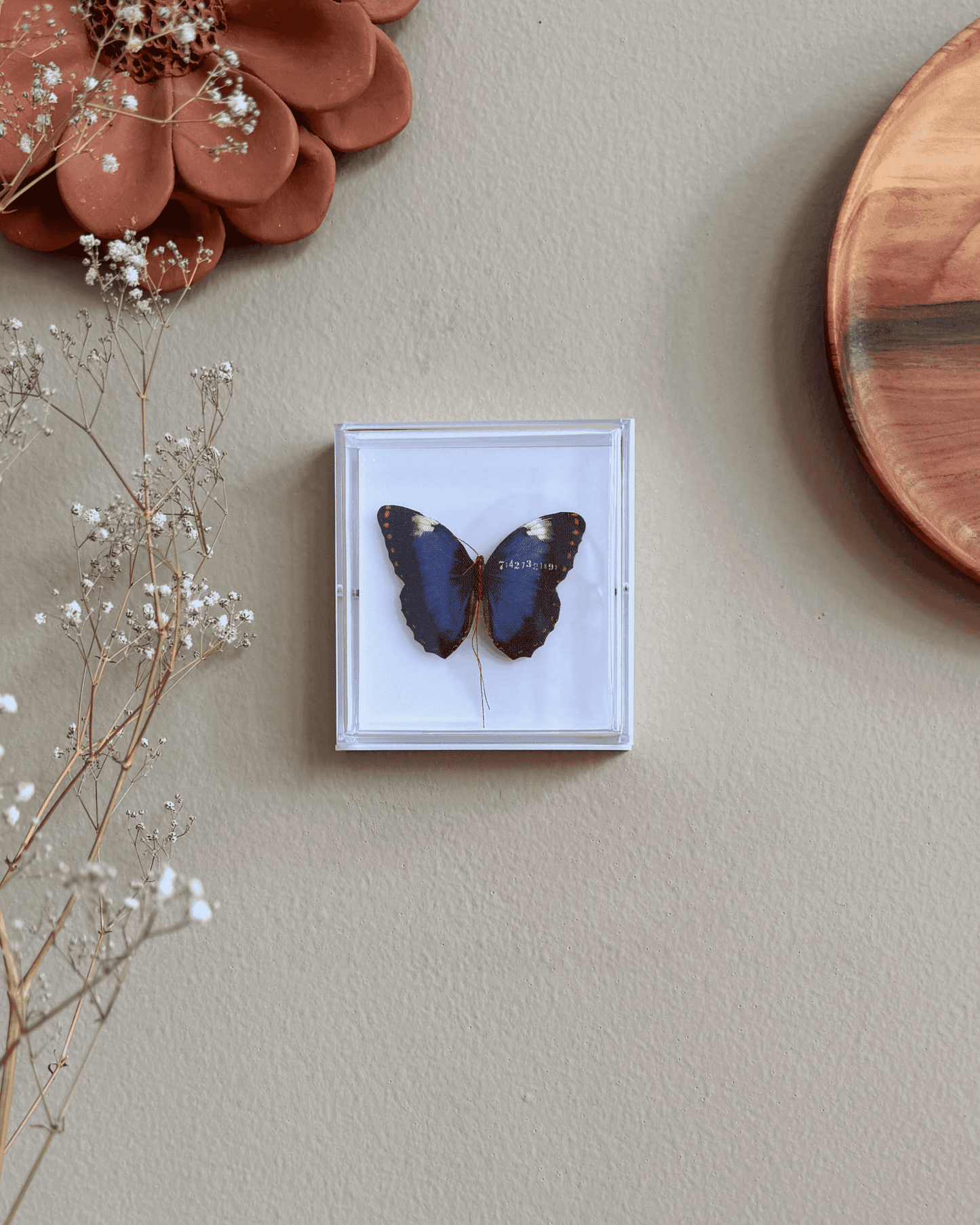 Quadro Botânica - Borboleta Azul