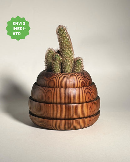 Cachepô Tatupeba M - Envio Imediato